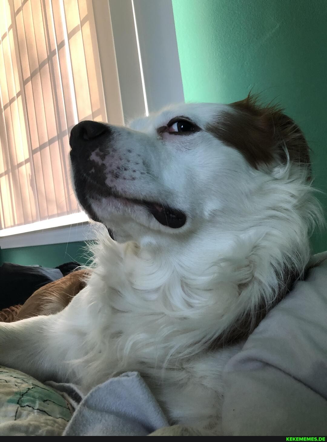 dog, incredible, mane
