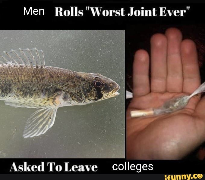 shitty joint