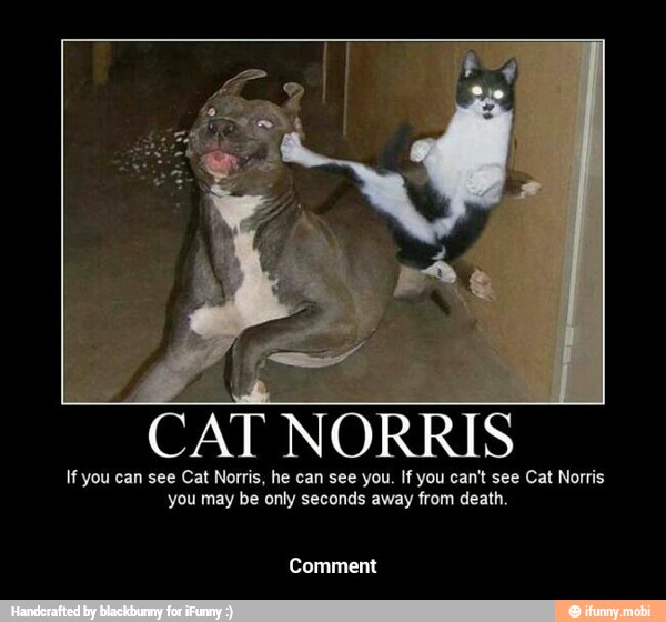 CAT NORRIS
If you can see Cat Norris, he can see you. If you can't see Cat Norris
you may be only seconds away from death.
Comment - Comment