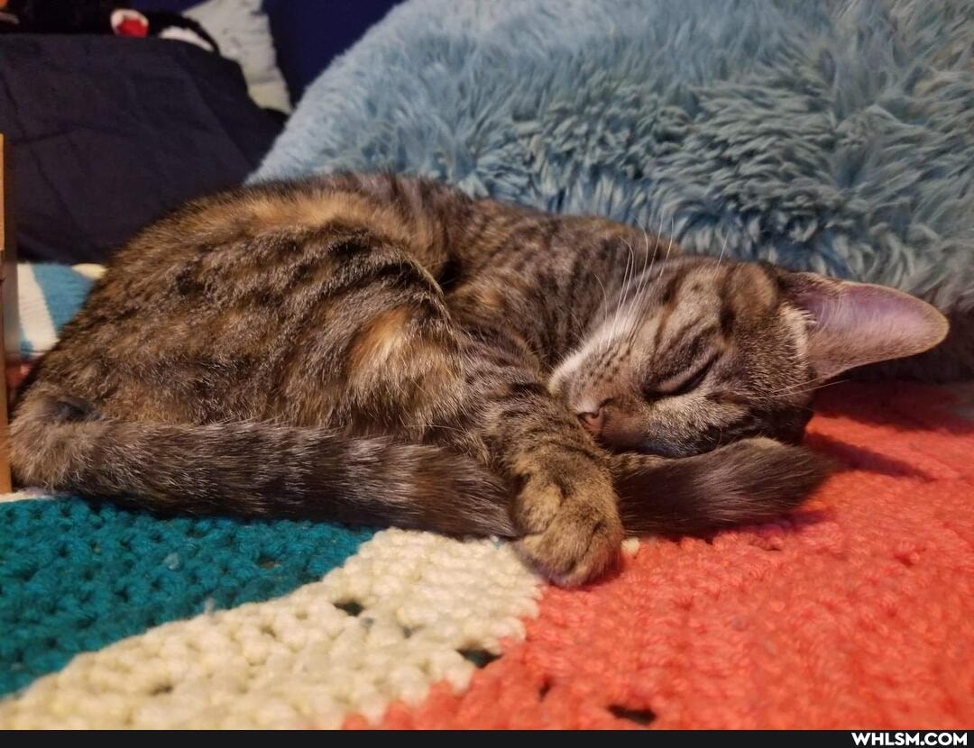 cat, aww, kitten