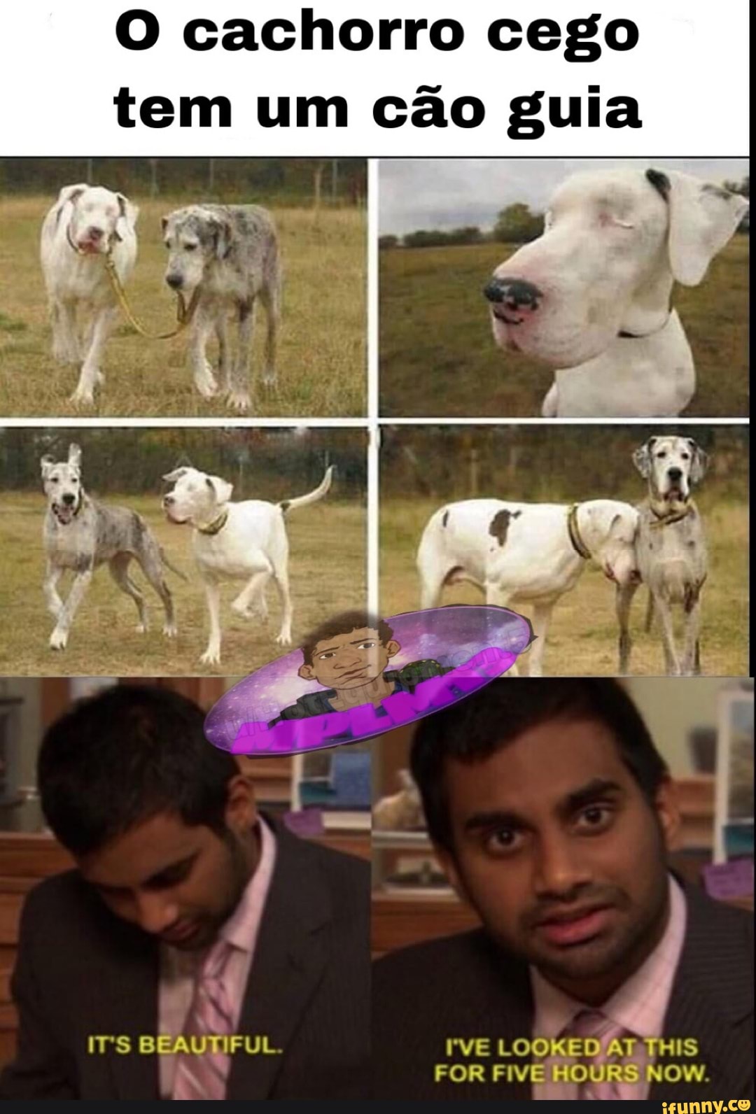O cachorro cego tem um cão guia
BEAUTIFUL. VE LOO AT TRIS FOR FIVE HOURS