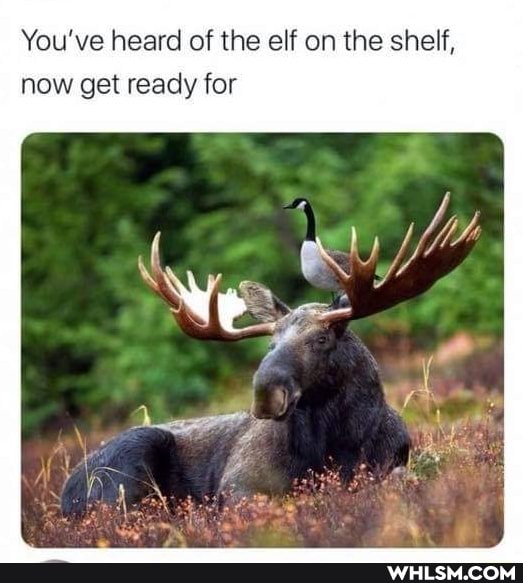 You've heard of the elf on the shelf, now get ready for