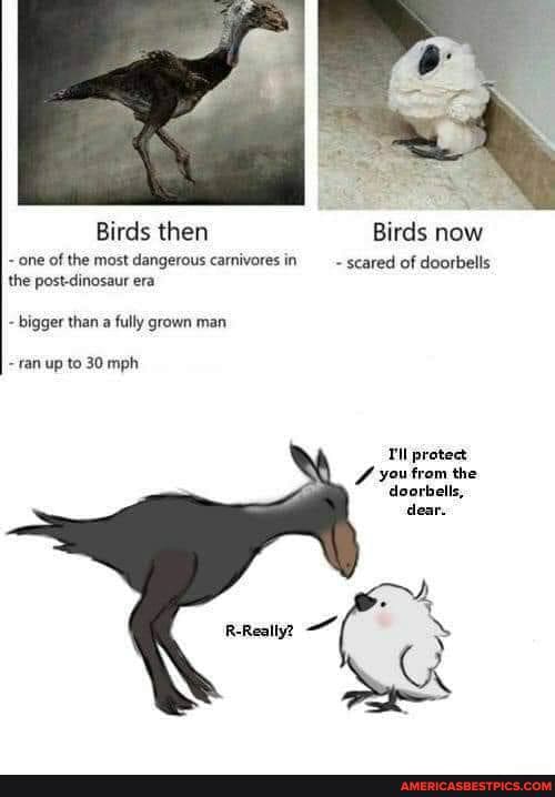 Birds then Birds now
one of the most dangerous carnivores in scared of doorbells the postdinosaur era
bigger than a fully grown man
ran up to 30 mph
Til protect you from the doorbells, dear.