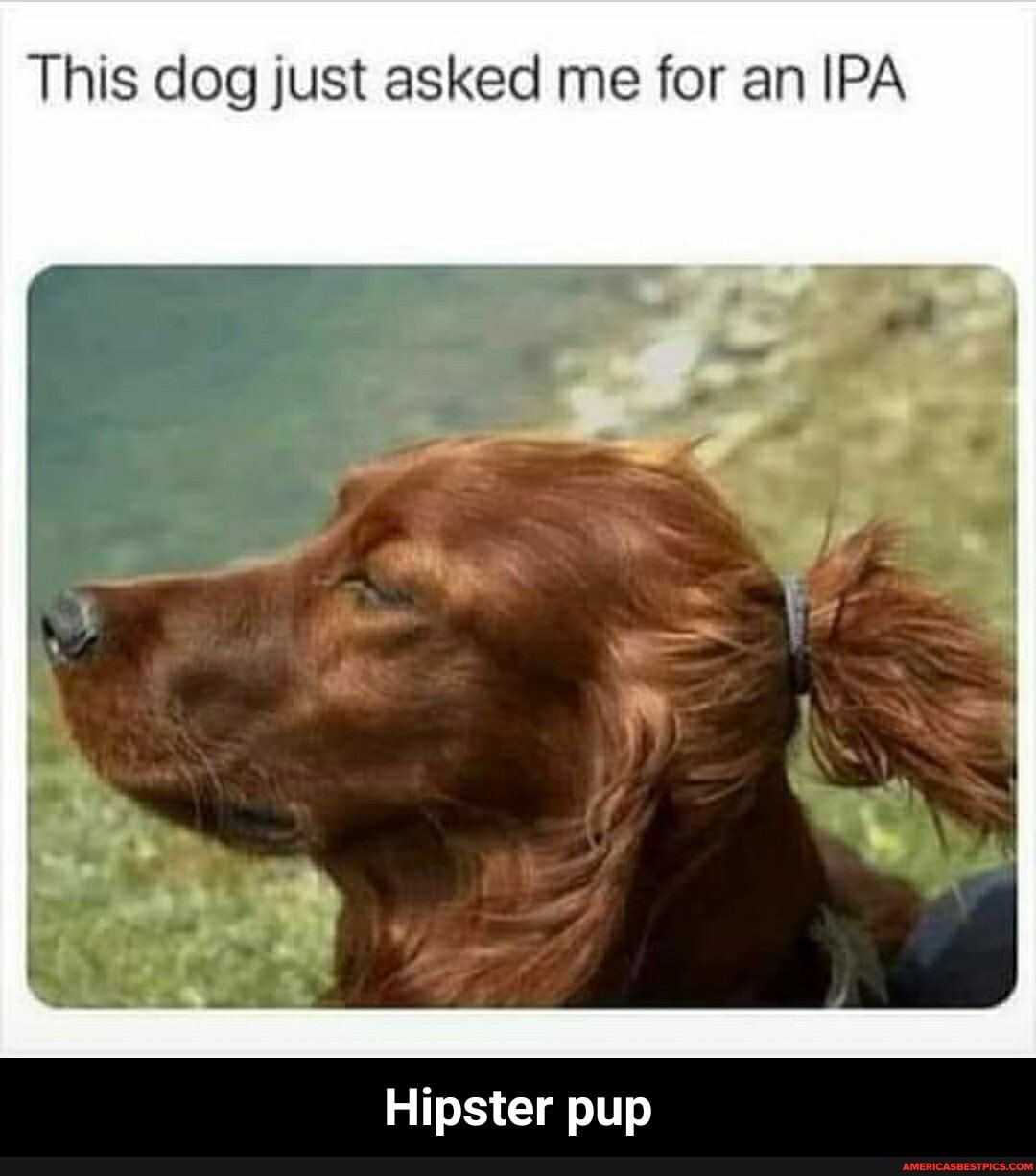 This dog just asked me for an IPA
Hipster pup - Hipster pup