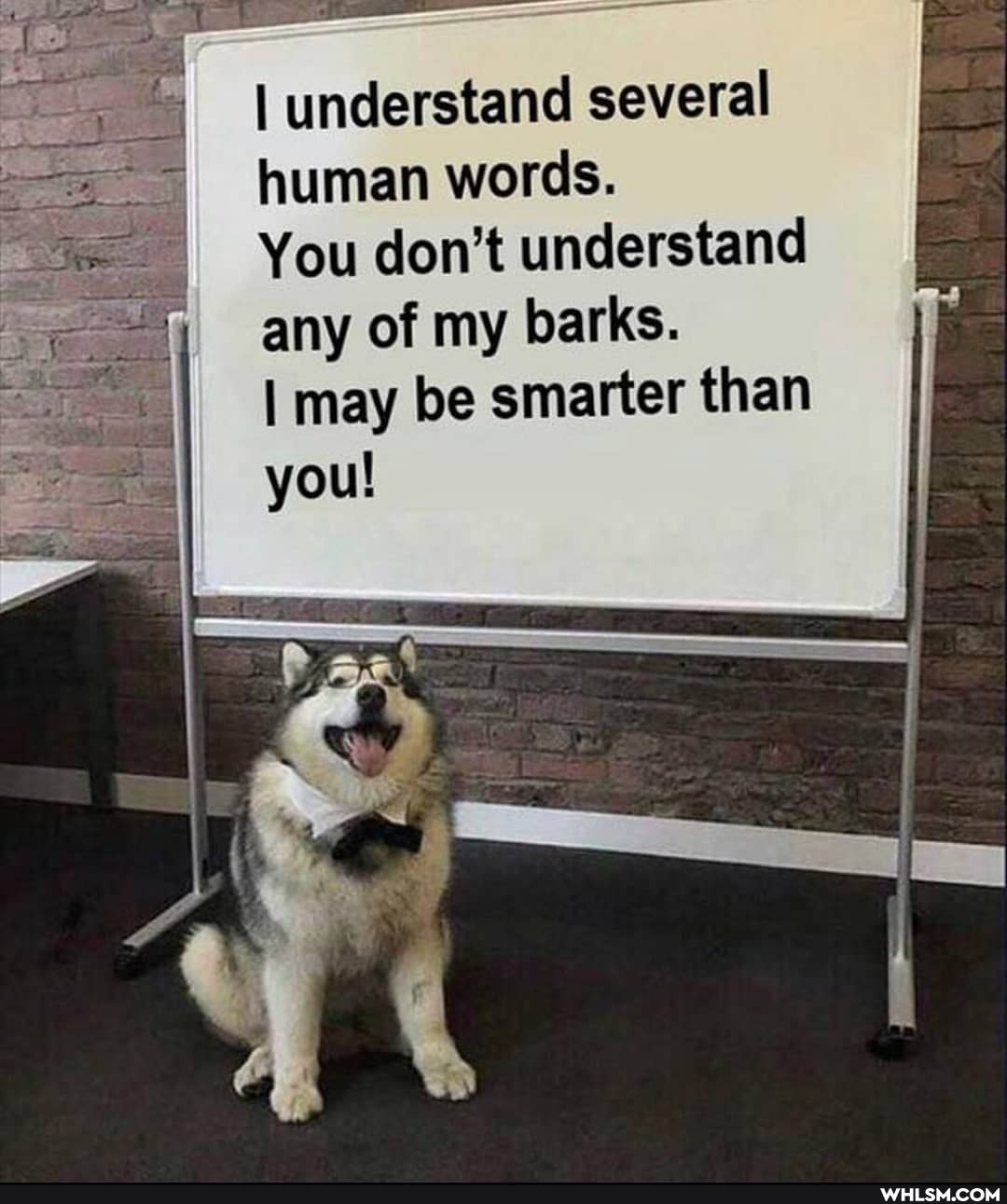 I understand several human words.
You don't understand any of my barks.
I may be smarter than II you!
