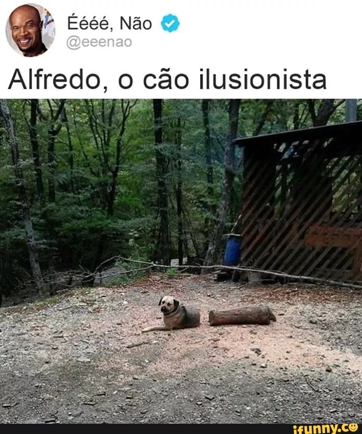 a
Alfredo, o cão ilusionista