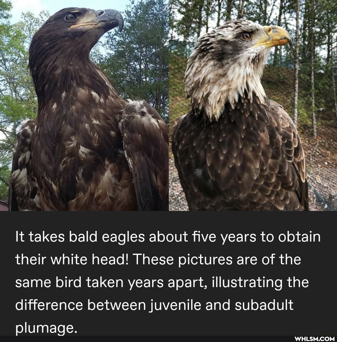 It takes bald eagles about five years to obtain their white head! These pictures are of the same bird taken years apart, illustrating the
difference between juvenile and subadult plumage.