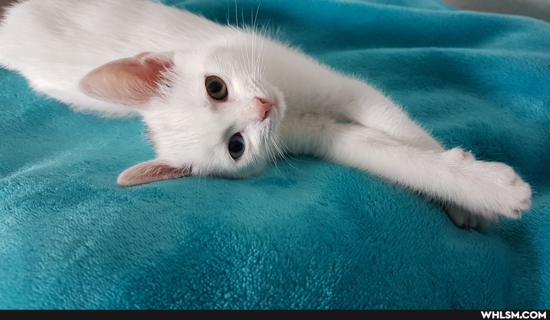 kitten, cat, no_concept_of_personal_space, chicken_nuggies_for_everyone, baby_animals