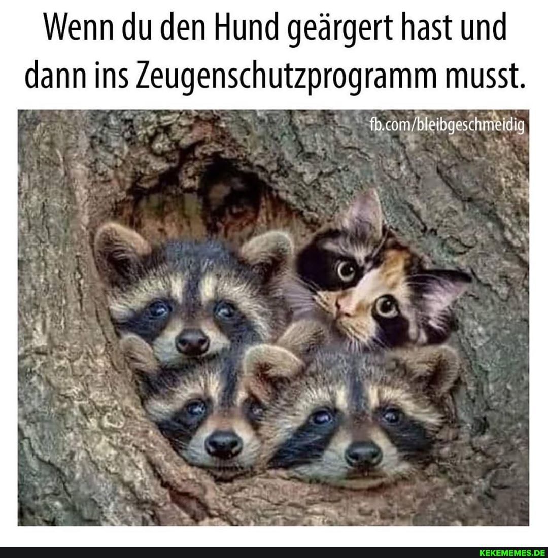 Wenn du den Hund geärgert hast und dann ins Zeugenschutzprogramm musst.