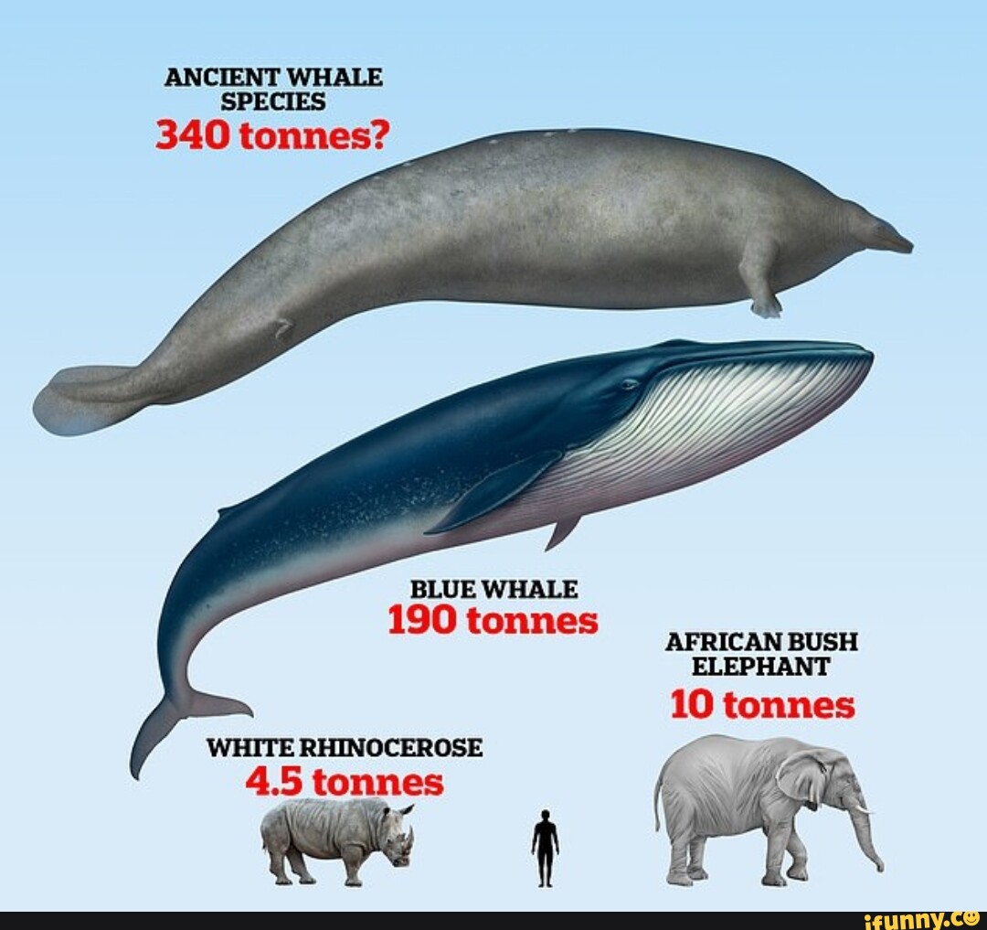 ANCIENT WHALE SPECIES 340 tonnes? BLUE WHALE WHITE RHINOCEROSE 190