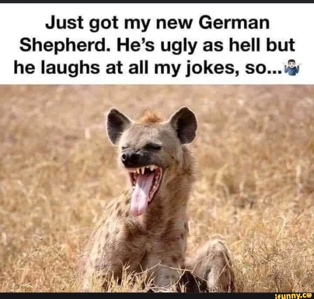 Just got my new German
Shepherd. He's ugly as hell but
he laughs at all my jokes, so...