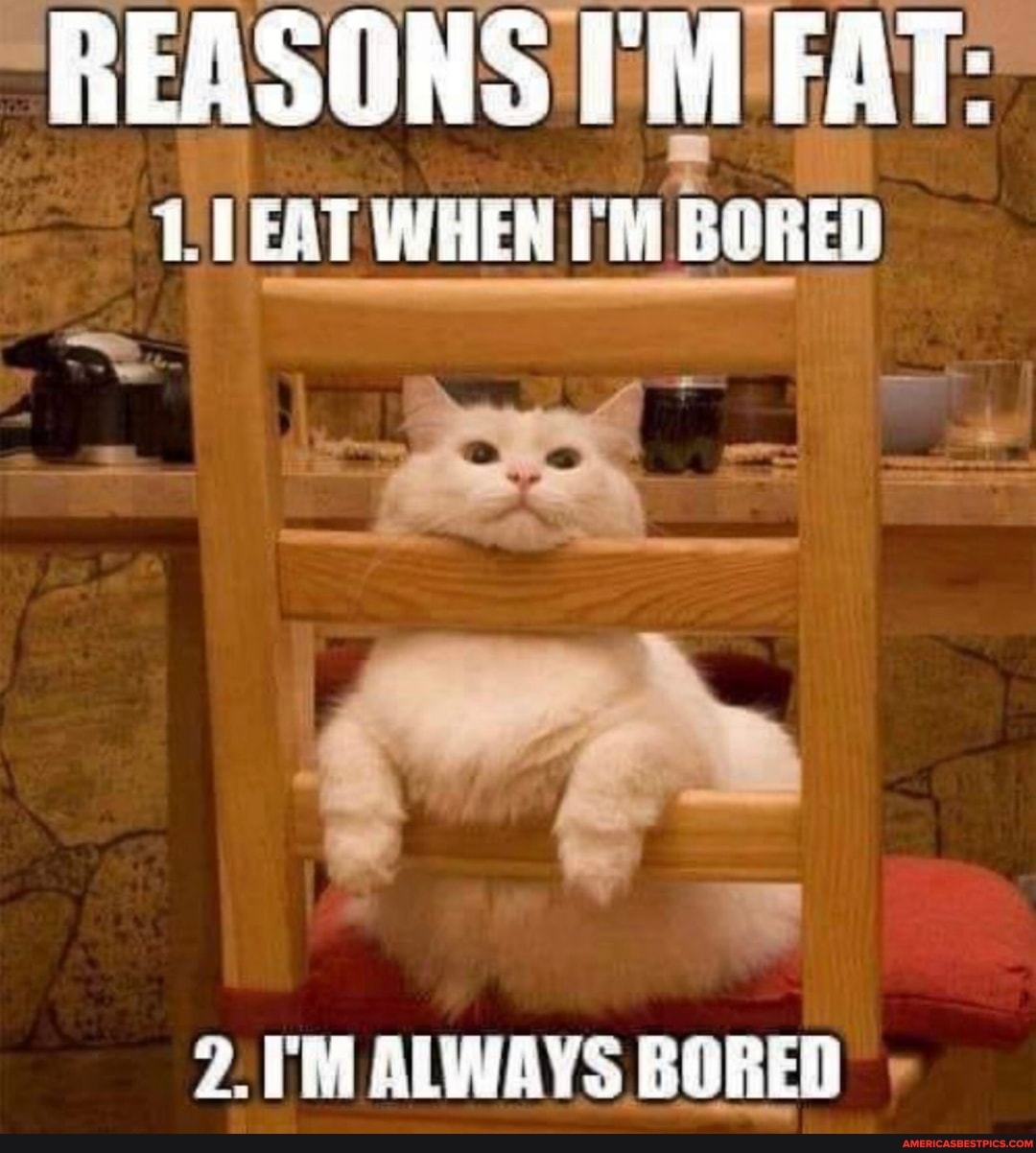REAM AAE
"REASONS I'M FAT:
EAT WHENTM BORED
2. TM ALWAYS BORED