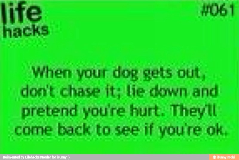 When your dog gets out,
dont chase it; lie down and
pretend you're hurt. They'll
come back to see if youre ok,