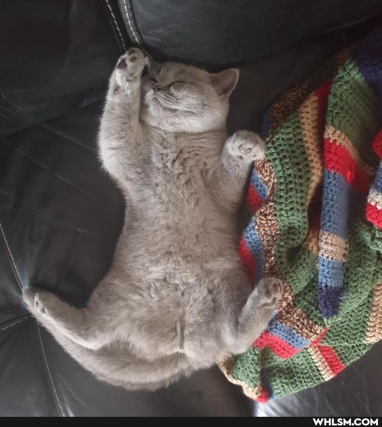cat, funny, pets, cats