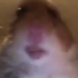 Gerbil Memes Best Collection Of Funny Gerbil Pictures On Ifunny