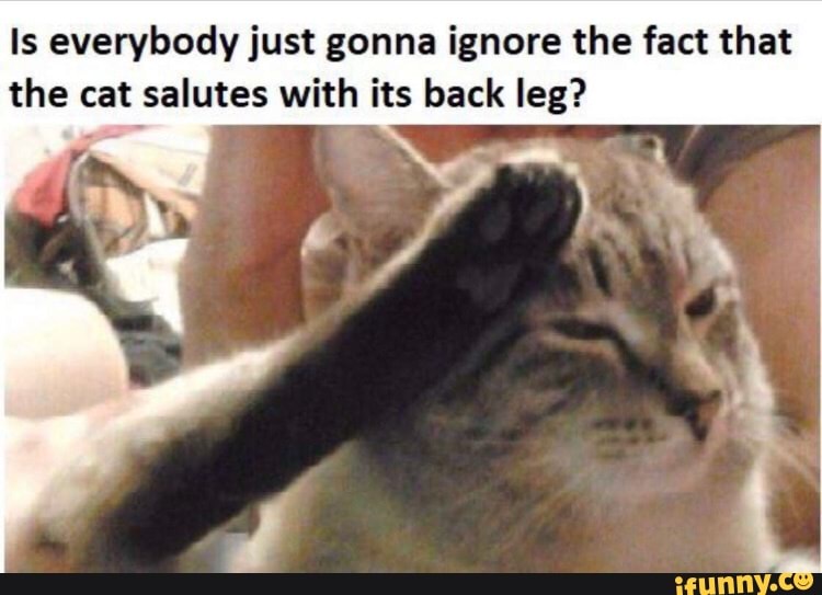 Is everybody just gonna ignore the fact that
the cat salutes with its back leg?
