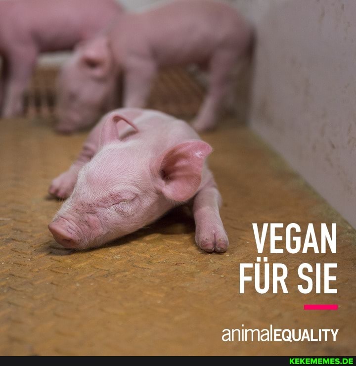 VEGAN FÜR SIE
animalEqauaLity