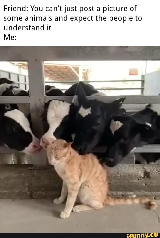 Friend: You can't just post a picture of
some animals and expect the people to
understand it
