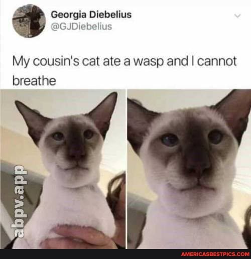 Georgia Diebelius
My cousin's cat ate a wasp and I cannot breathe
