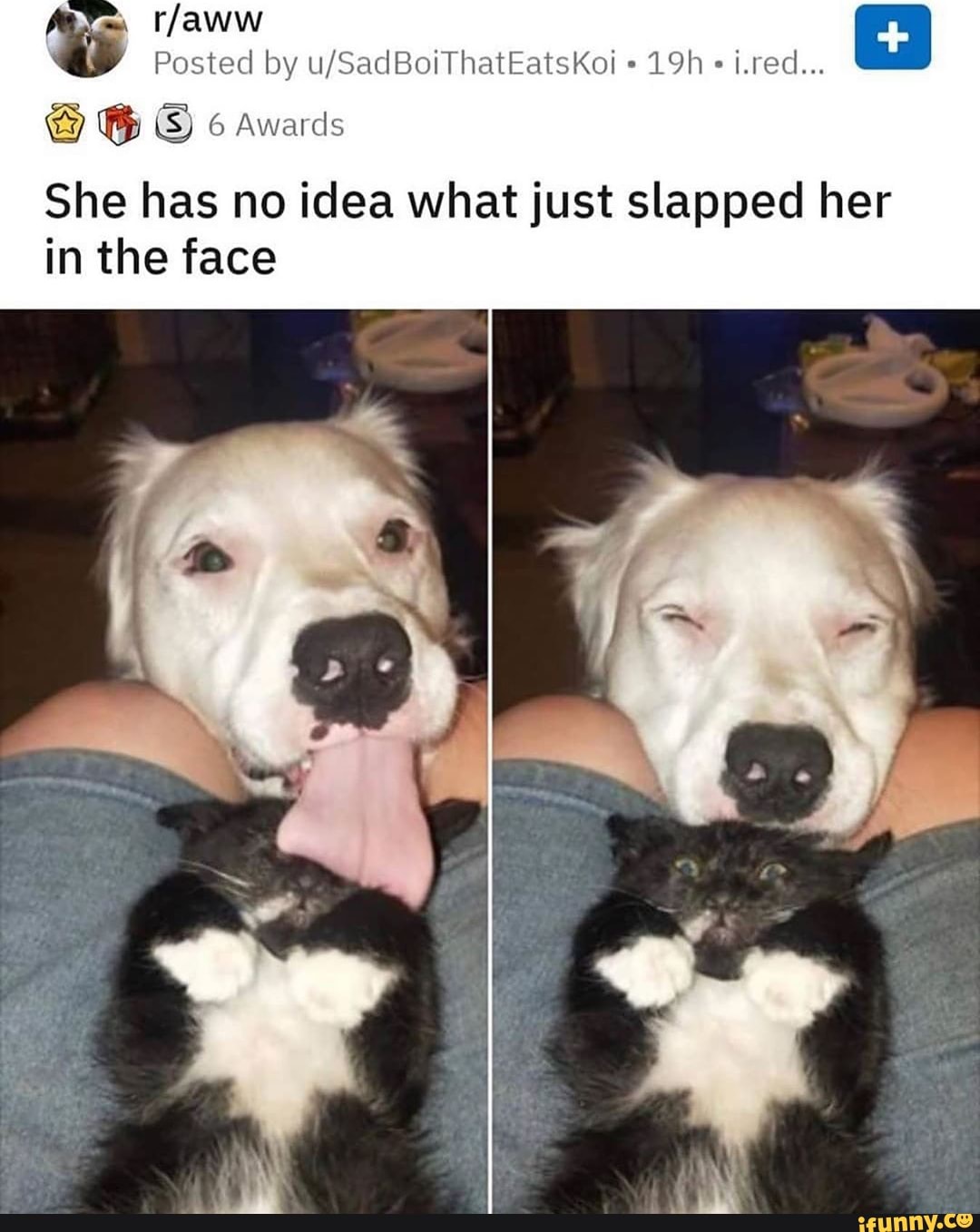 5 r/aww
Posted by u/SadBoiThatEatsKoi She has no idea what just slapped her
in the face