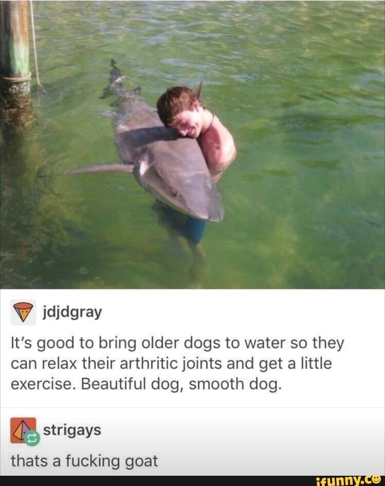 It's good to bring older dogs to water so they can relax their