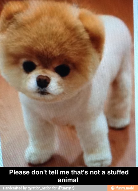 Please don't tell me that's not a stuffed
animal - Please don't tell me that's not a stuffed animal