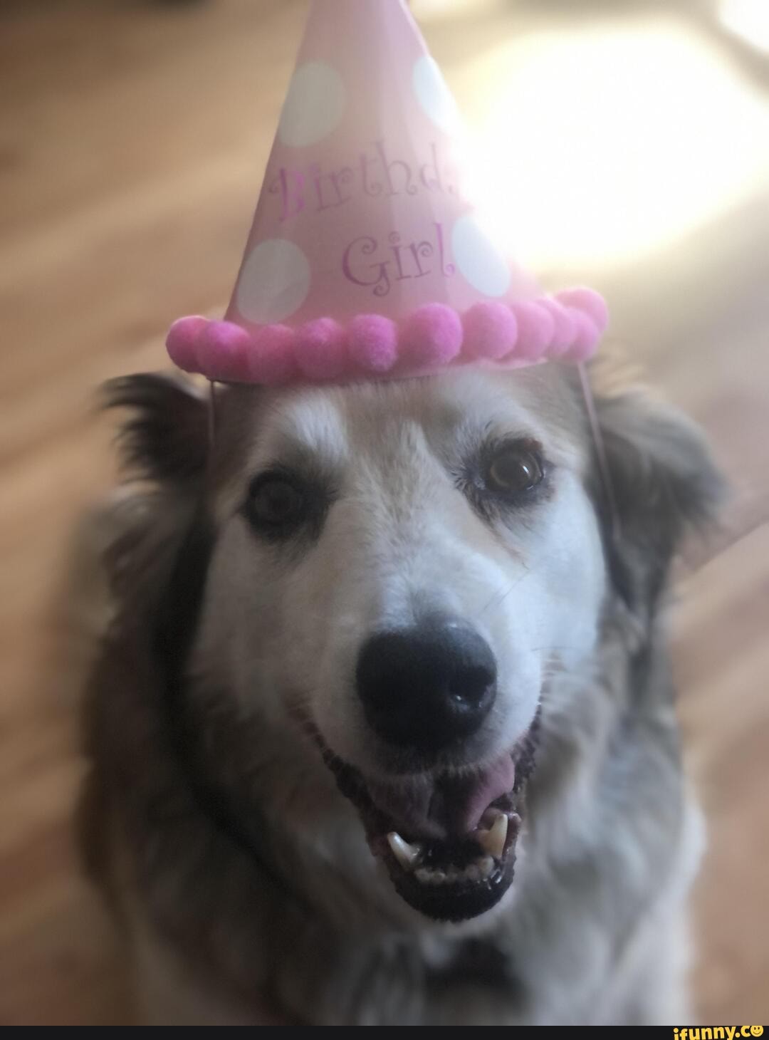 Laci memes. Best Collection of funny Laci pictures on iFunny