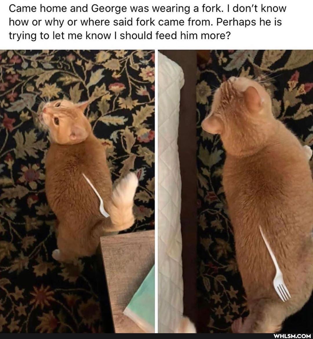 Came home and George was wearing a fork. I don't know how or why or where said fork came from. Perhaps he is
trying to let me know I should feed him more?