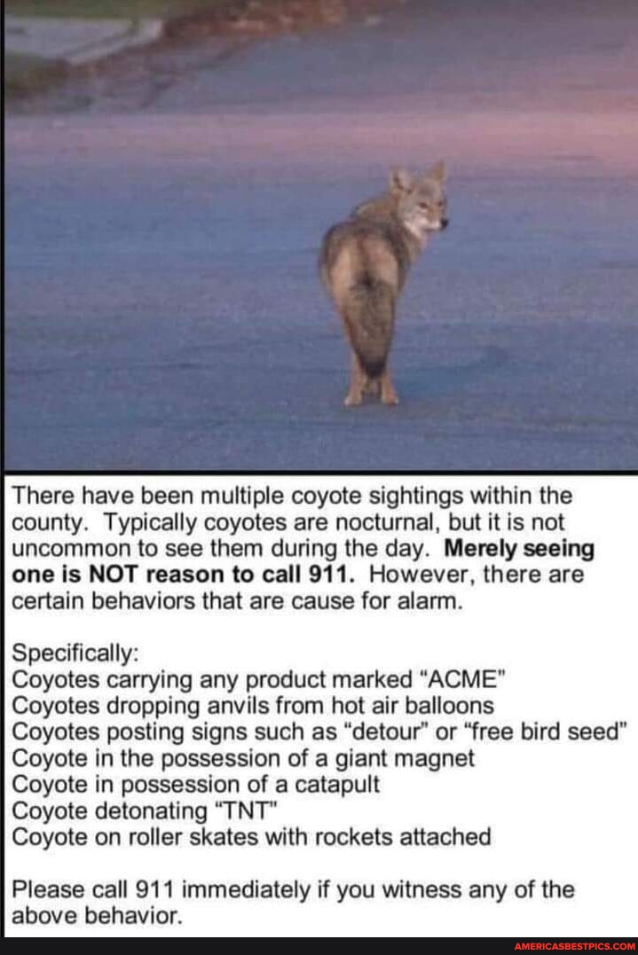 Coyote memes. Best Collection of funny Coyote pictures on iFunny Brazil