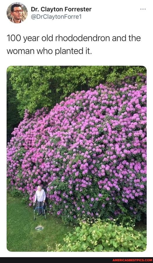 Or. Clayton Forrester 100 year old rhododendron and the woman wino ...