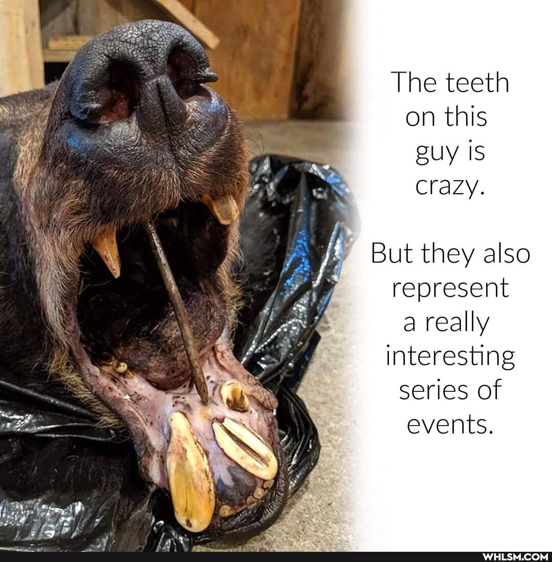 The teeth on this guy is
crazy.
But they also
represent a really interesting series of events.