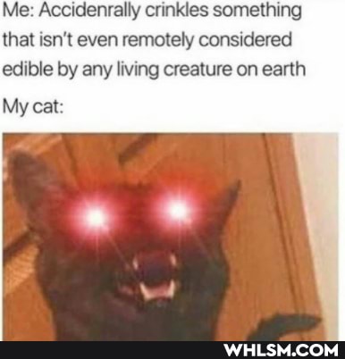 Me: Accidenrally crinkles something that isn't even remotely considered edible by any living creature on earth
My cat: