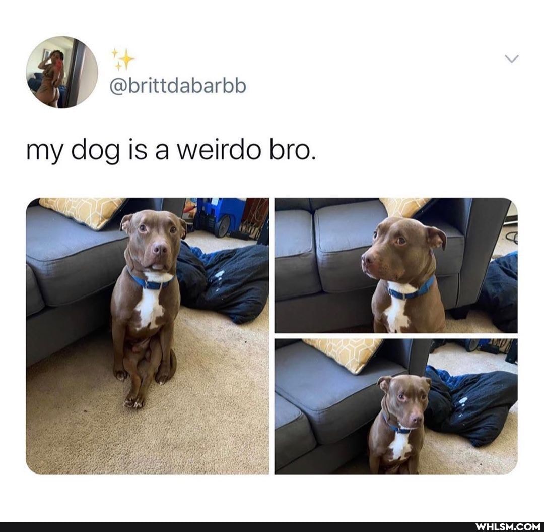 al @brittdabarbb
my dog is a weirdo bro.