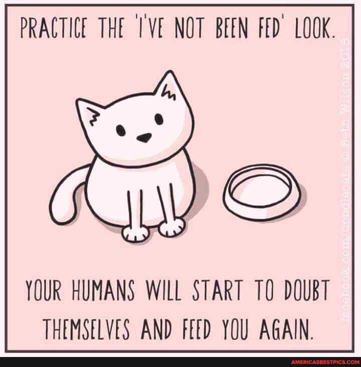 PRACTICE THE IVE NOT BEEN FED LOOK.
YOUR HUMANS WILL START DOUBT THEMSELVES AND FEED YOU AGAIN.
