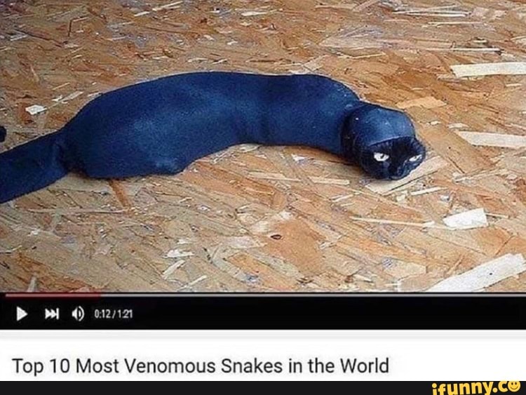 Top 10 Most Venomous Snakes in the World
