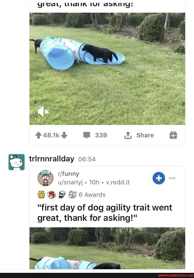 339 it, Share
trirnnrallday
v.redd.it
"first day of dog agility trait went great, thank for asking!"