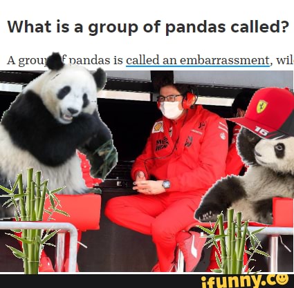 What is a group of pandas called? A pandas is called an embarrassment