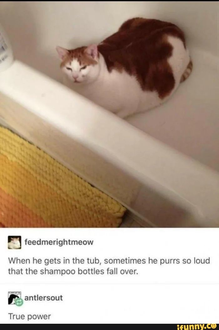 feedmerightmeow
When he gets in the tub, sometimes he purrs so loud that the shampoo bottles fall over.
antlersout
True power