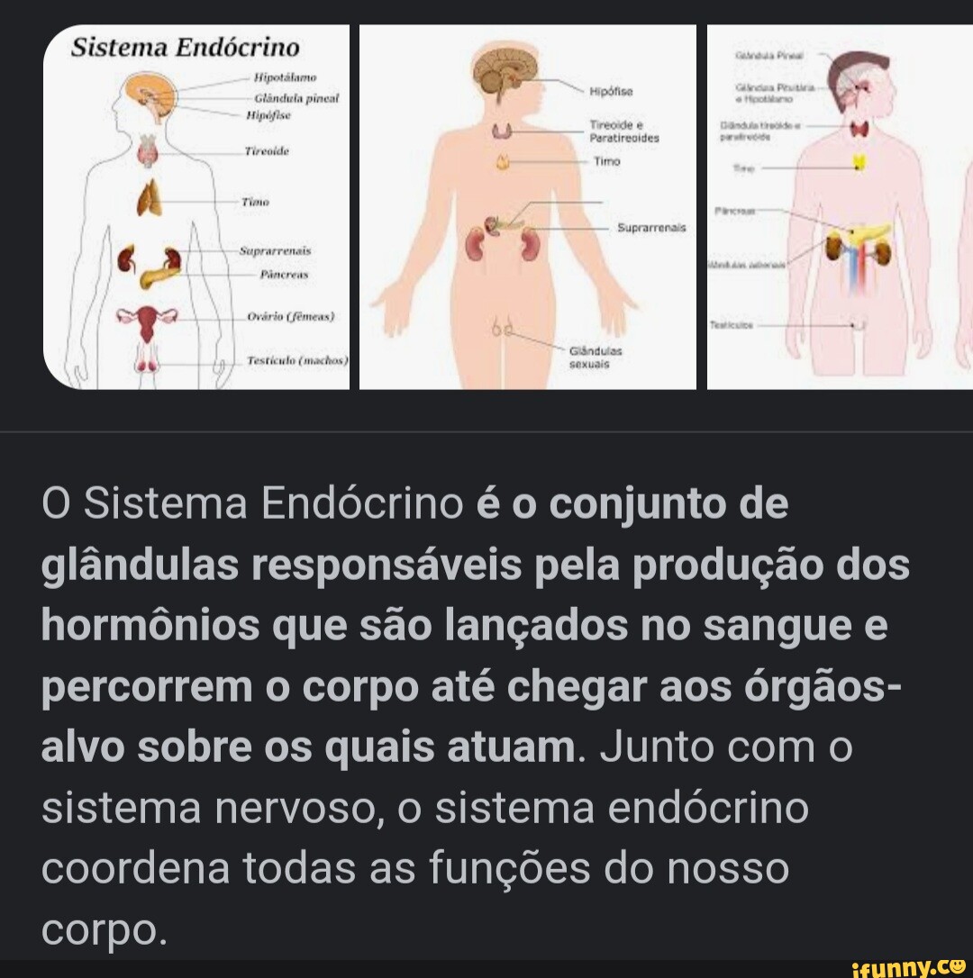 Sistema Endócrino O Sistema Endócrino é O Conjunto De Glândulas Responsáveis Pela Produção Dos 2748