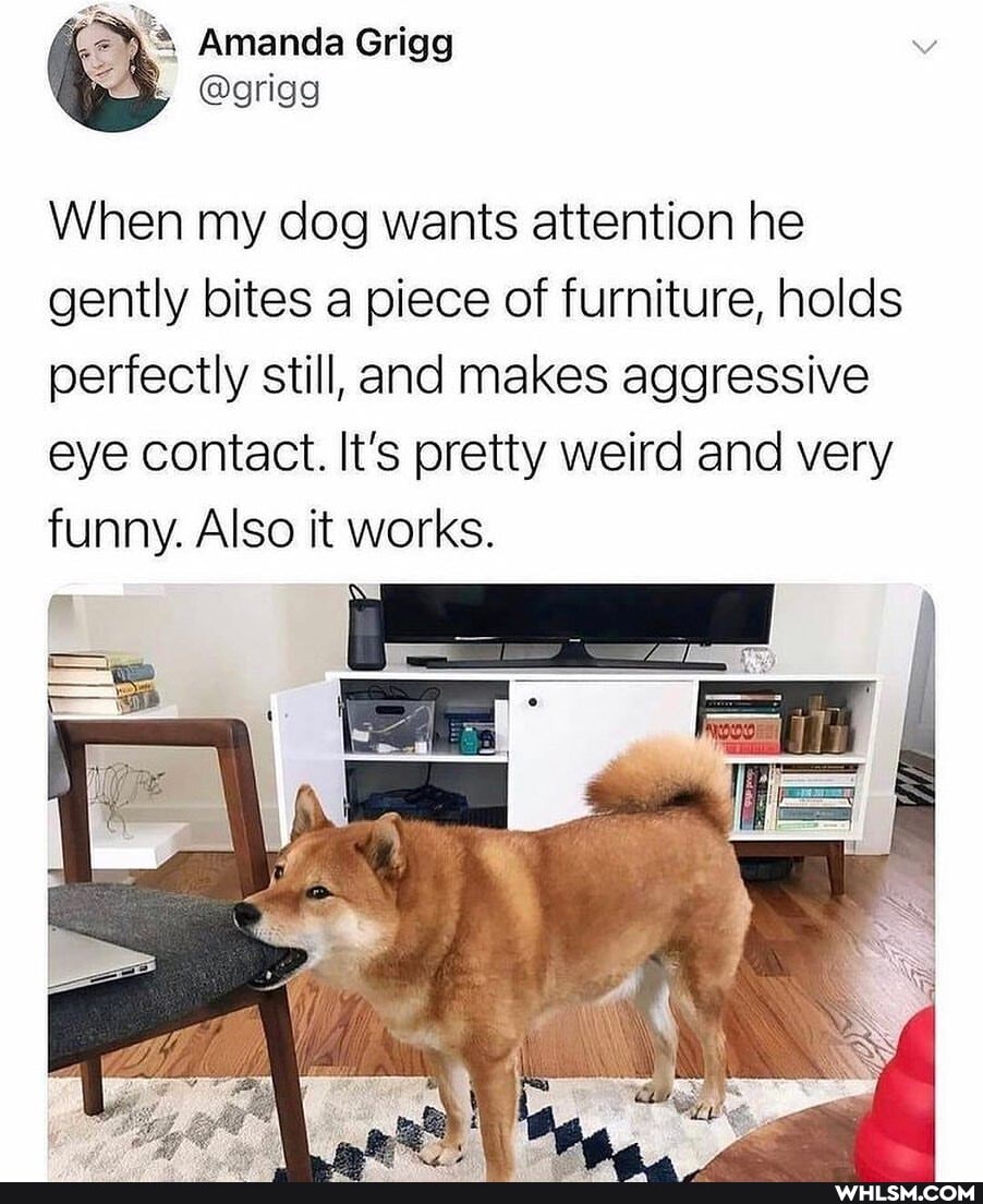 Amanda Grigg
When my dog wants attention he gently bites a piece of furniture, holds perfectly still, and makes aggressive eye contact. It's pretty weird and very funny. Also it works.