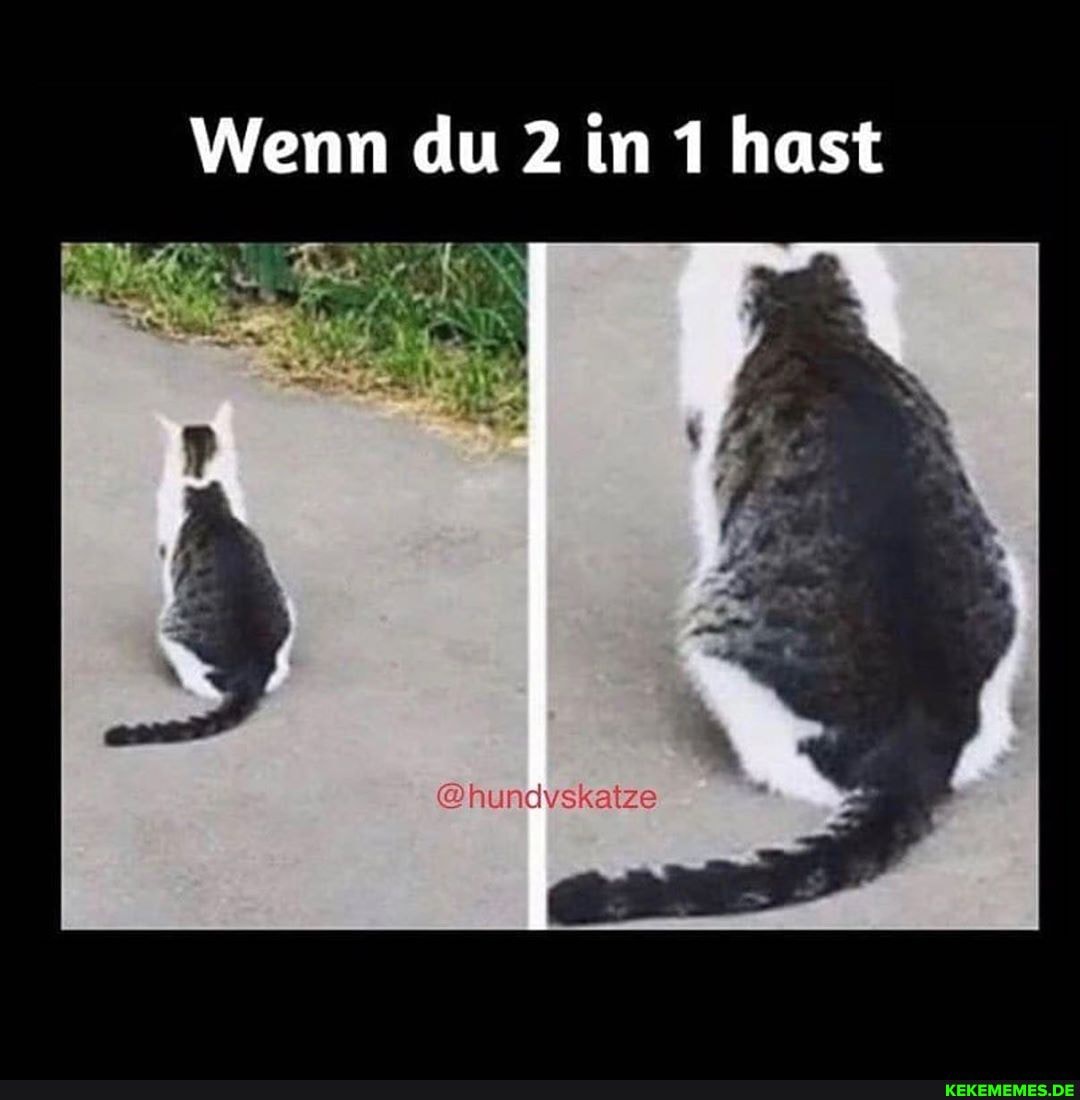 Wenn du 2 in 1 hast
@hundvskatze