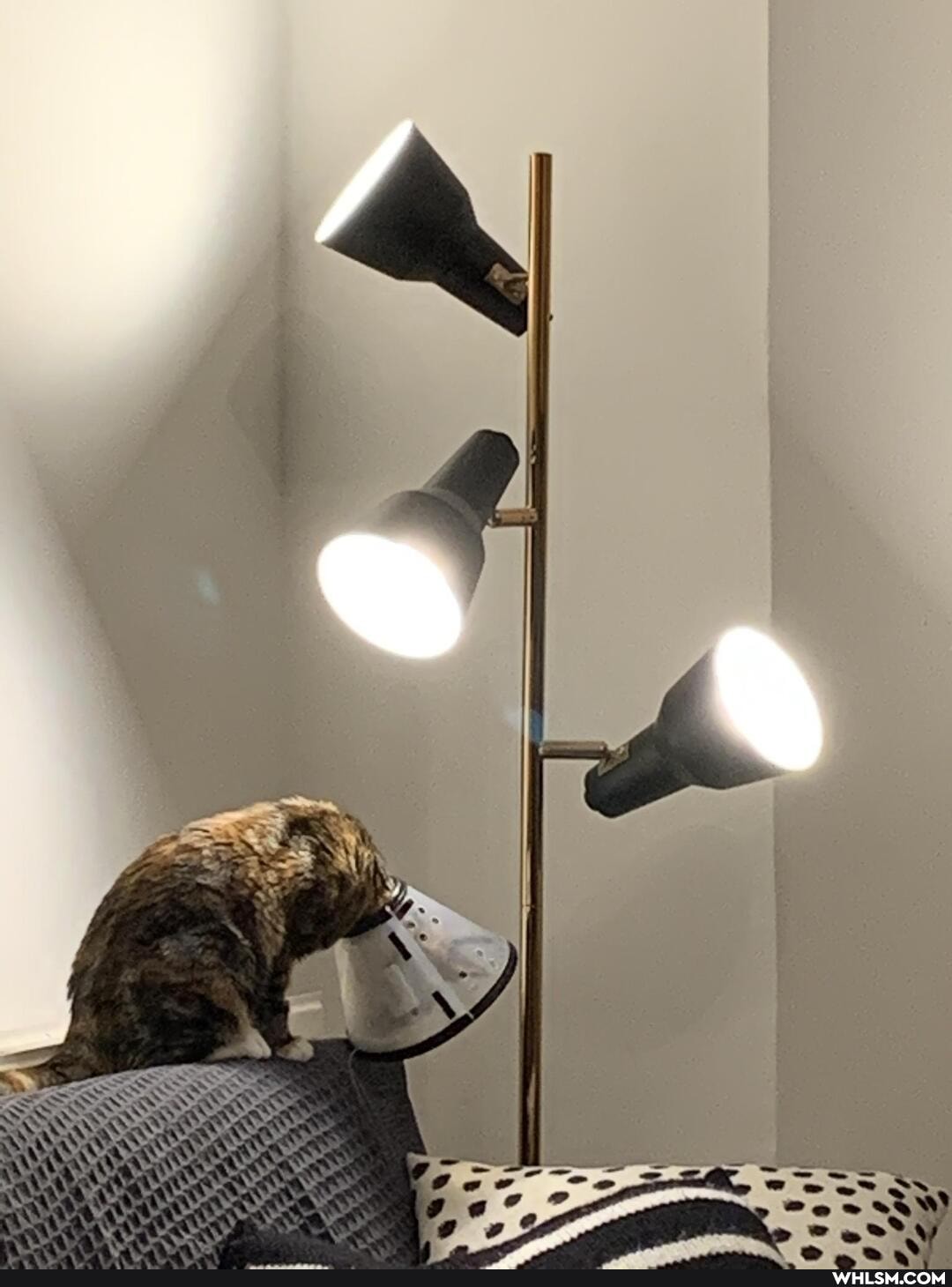 cats, cone_of_shame, advice_animals, help_me_imgur