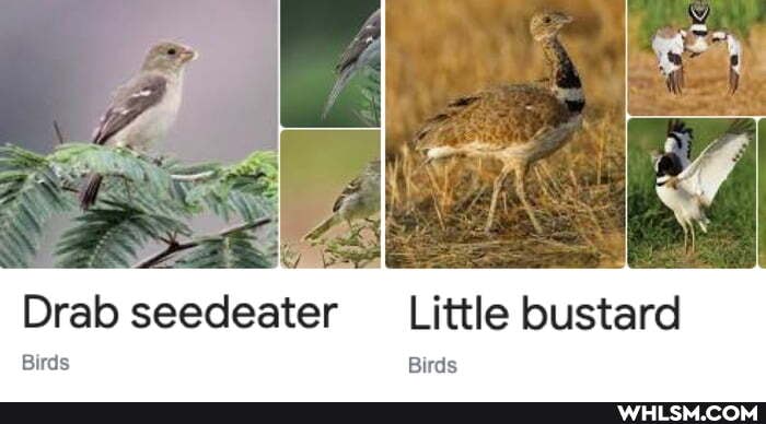 Little bustard
Birds
Drab seedeater
Birds