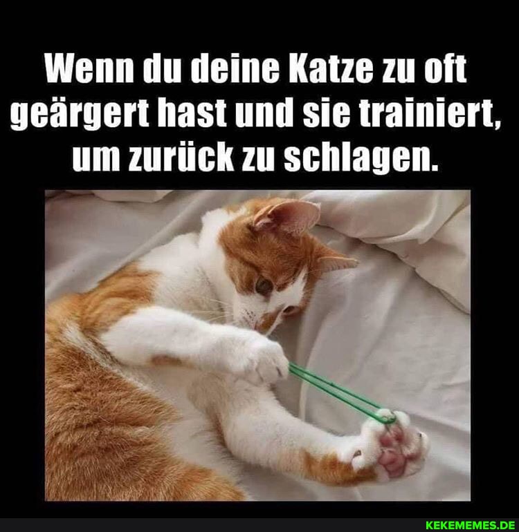 Wenn du deine Katze zu oft geärgert hast und sie trainiert, um zurück zu schlagen.