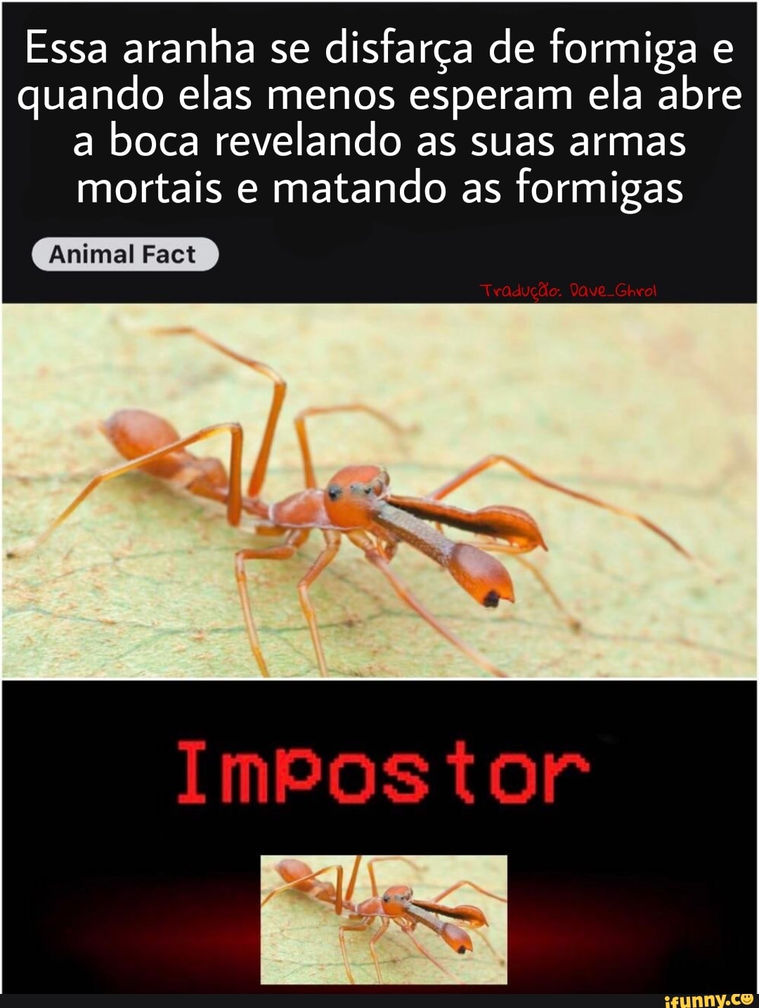 Essa aranha se disfarça de formiga e quando elas menos esperam ela abre a boca revelando as suas armas mortais e matando as formigas
Animal Fact