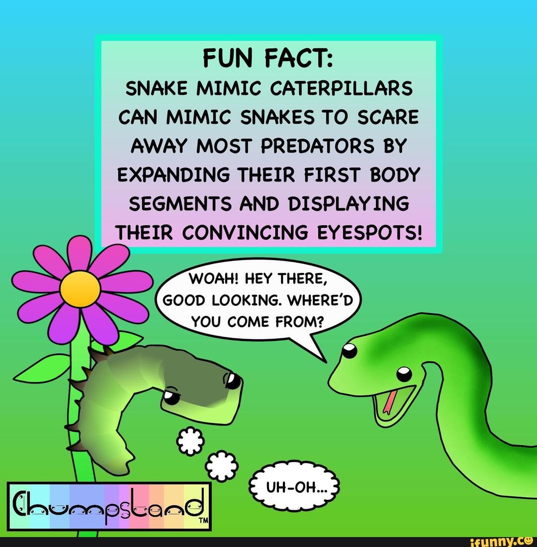 FUN FACT: SNAKE MIMIC CATERPILLARS CAN MIMIC SNAKES TO SCARE AWAY MOST ...