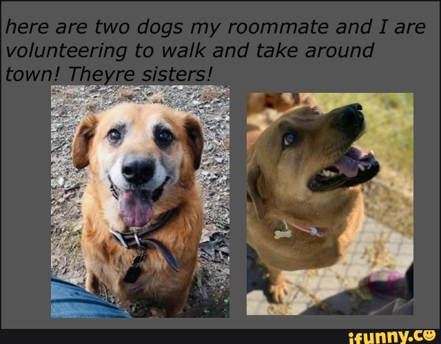 here are two dogs my roommate and I are
volunteering to walk and take arounel
Theyre sisters!