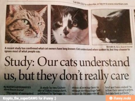 Study: Our cats understand
on't really care
er) det