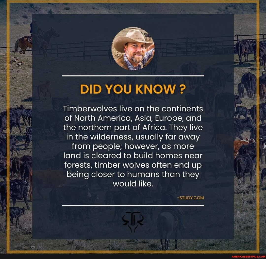 DID YOU KNOW ? Timberwolves live on the continents of North America ...