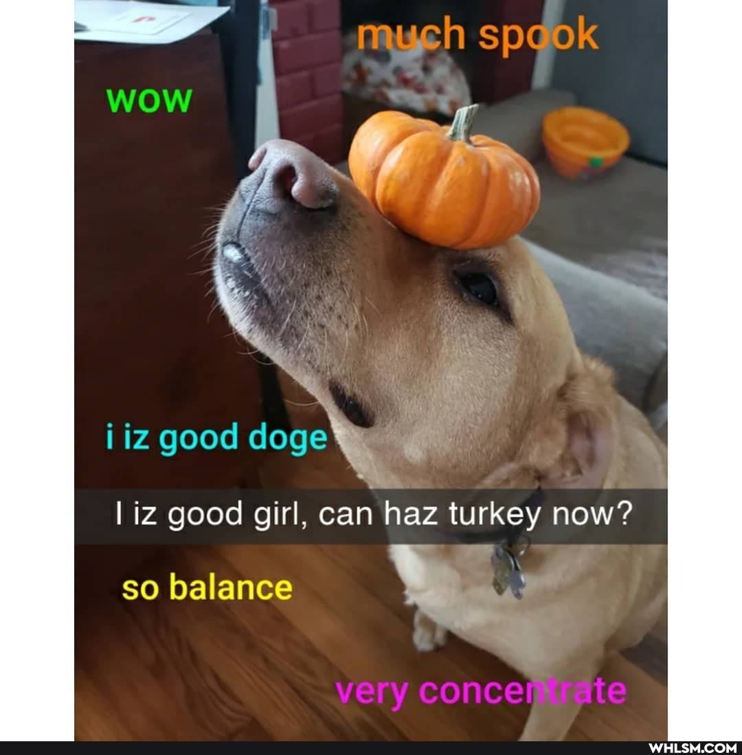 iz good! doge liz good girl,
so balance
sp
ok
iz good girl, an haz turkey now?
very